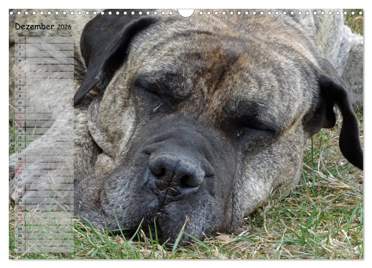 Bild: 9783457898871 | Dogo Canario (Wandkalender 2026 DIN A3 quer), CALVENDO Monatskalender