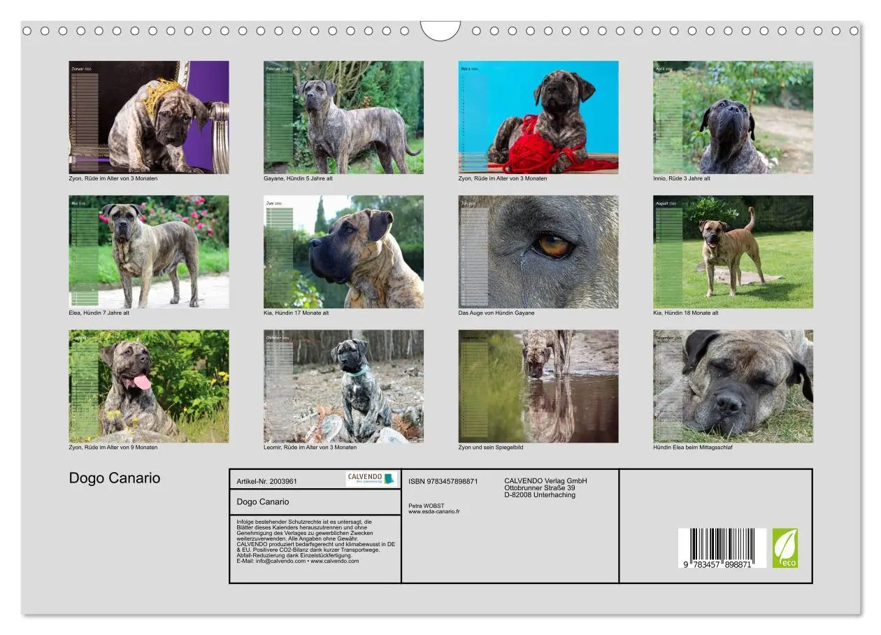 Bild: 9783457898871 | Dogo Canario (Wandkalender 2026 DIN A3 quer), CALVENDO Monatskalender