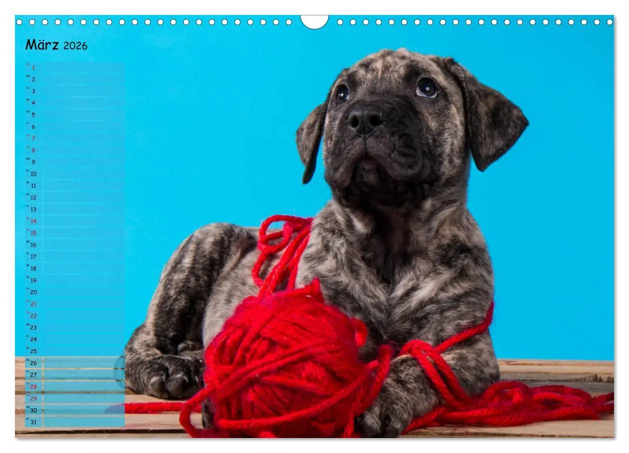 Bild: 9783457898871 | Dogo Canario (Wandkalender 2026 DIN A3 quer), CALVENDO Monatskalender