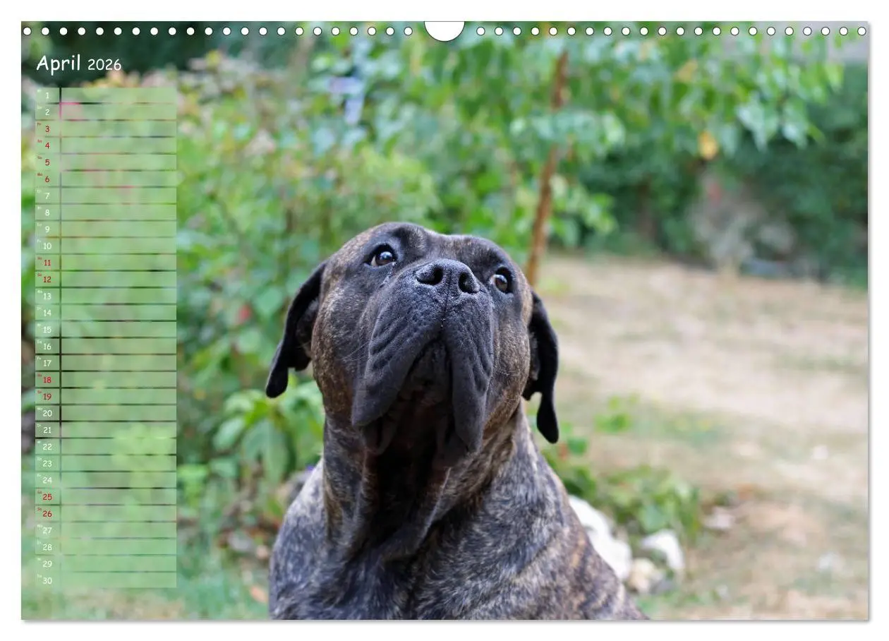 Bild: 9783457898871 | Dogo Canario (Wandkalender 2026 DIN A3 quer), CALVENDO Monatskalender