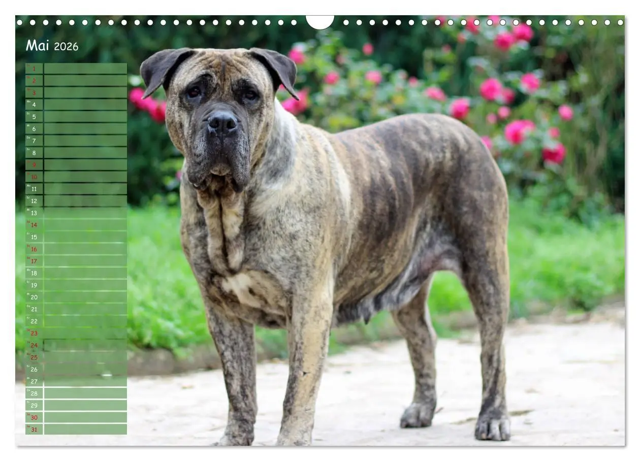Bild: 9783457898871 | Dogo Canario (Wandkalender 2026 DIN A3 quer), CALVENDO Monatskalender