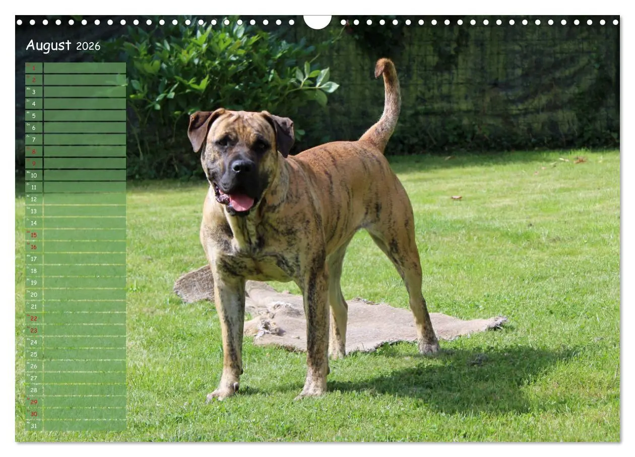 Bild: 9783457898871 | Dogo Canario (Wandkalender 2026 DIN A3 quer), CALVENDO Monatskalender