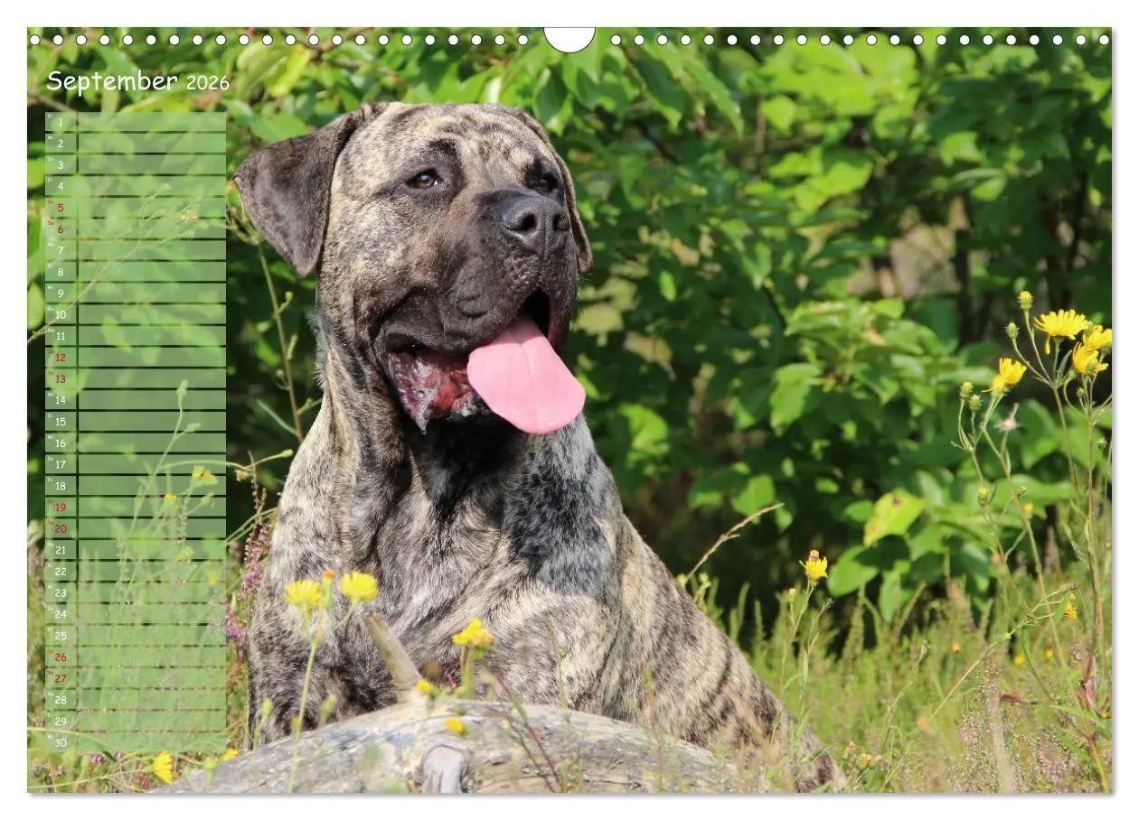 Bild: 9783457898871 | Dogo Canario (Wandkalender 2026 DIN A3 quer), CALVENDO Monatskalender