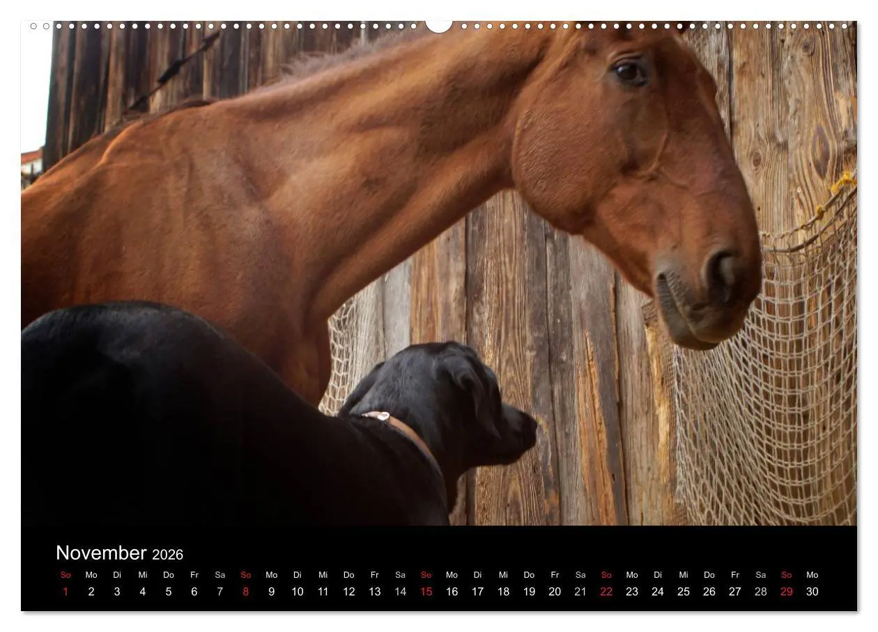 Bild: 9783516099171 | Der schwarze Hund und seine Freunde (Wandkalender 2026 DIN A2...