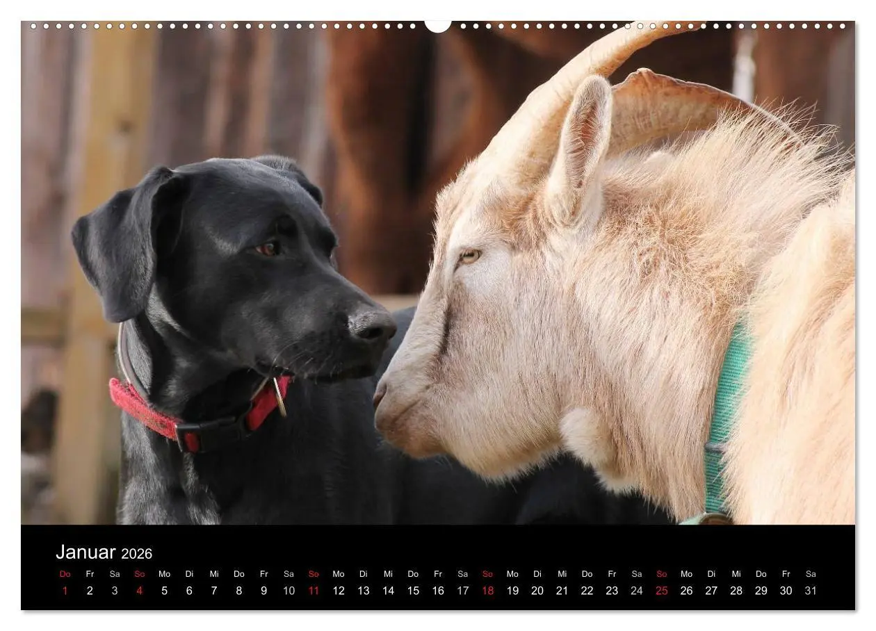 Bild: 9783516099171 | Der schwarze Hund und seine Freunde (Wandkalender 2026 DIN A2...