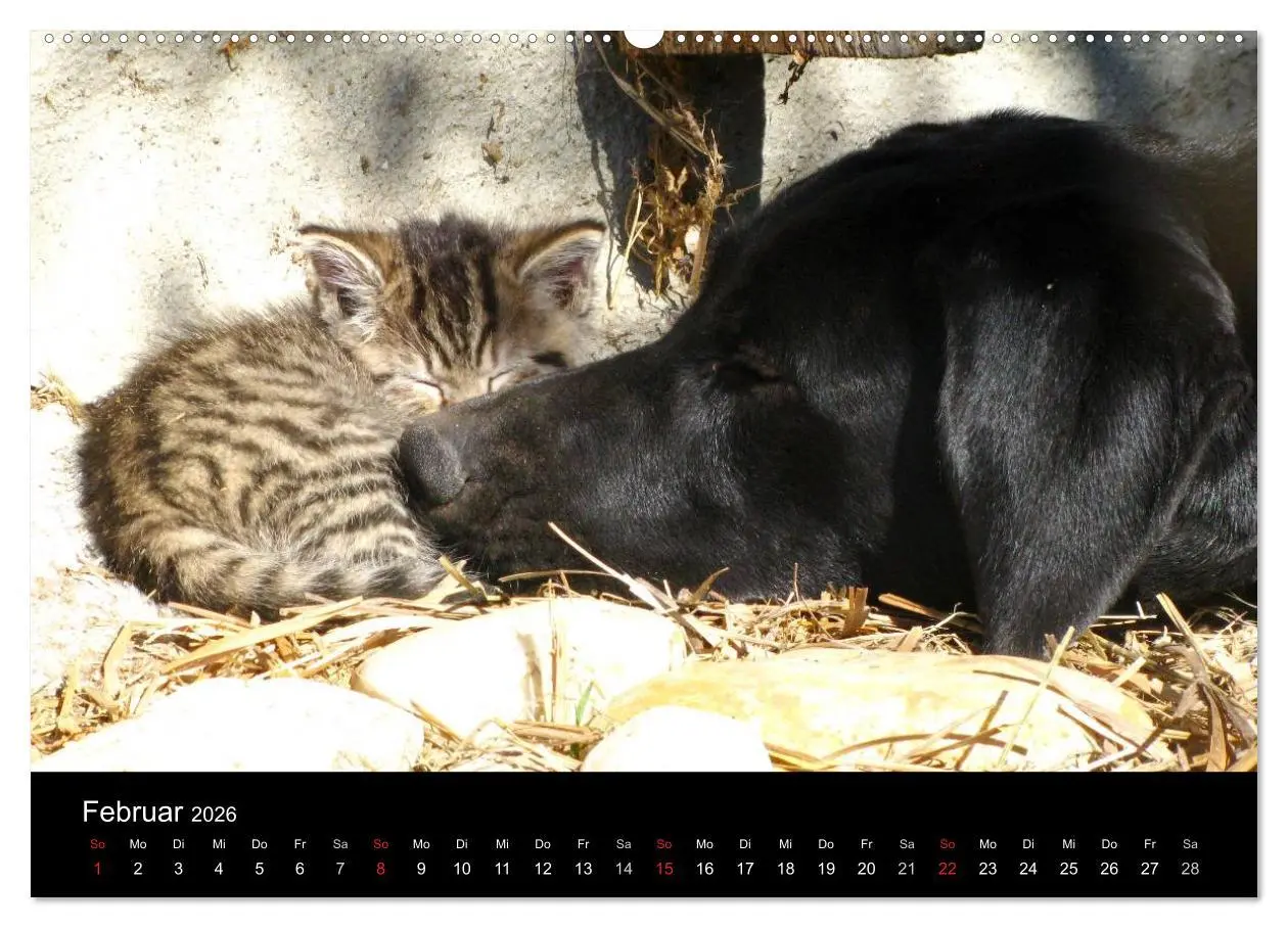 Bild: 9783516099171 | Der schwarze Hund und seine Freunde (Wandkalender 2026 DIN A2...