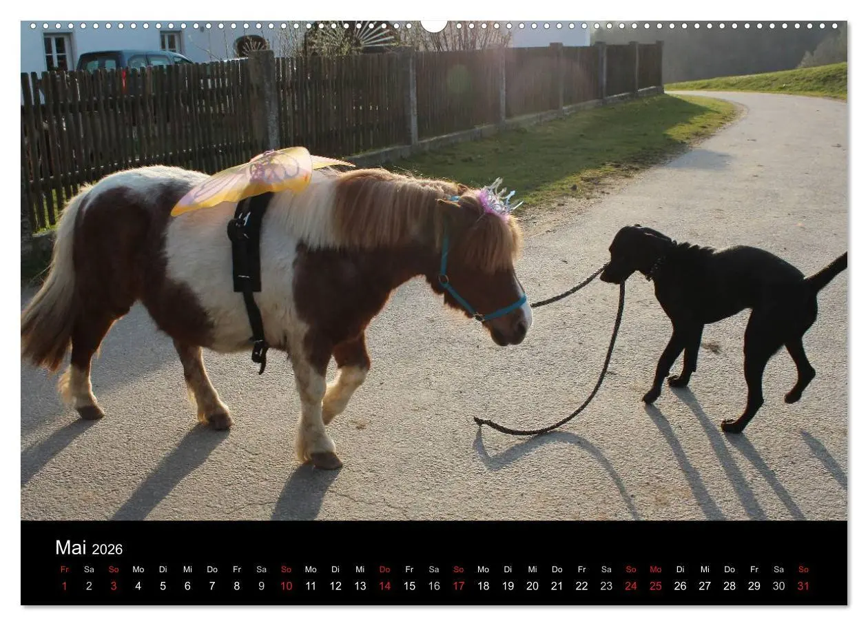 Bild: 9783516099171 | Der schwarze Hund und seine Freunde (Wandkalender 2026 DIN A2...