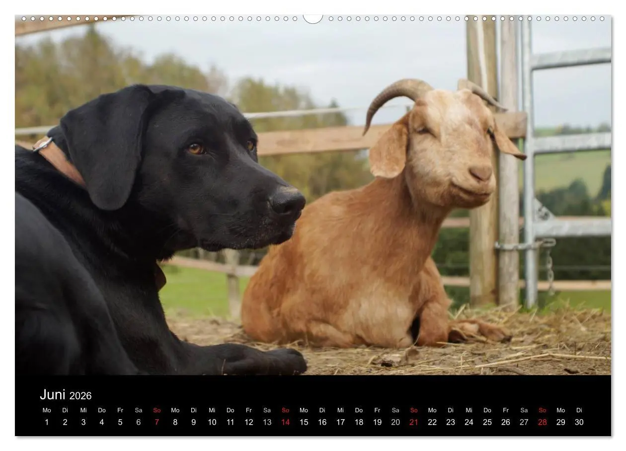 Bild: 9783516099171 | Der schwarze Hund und seine Freunde (Wandkalender 2026 DIN A2...