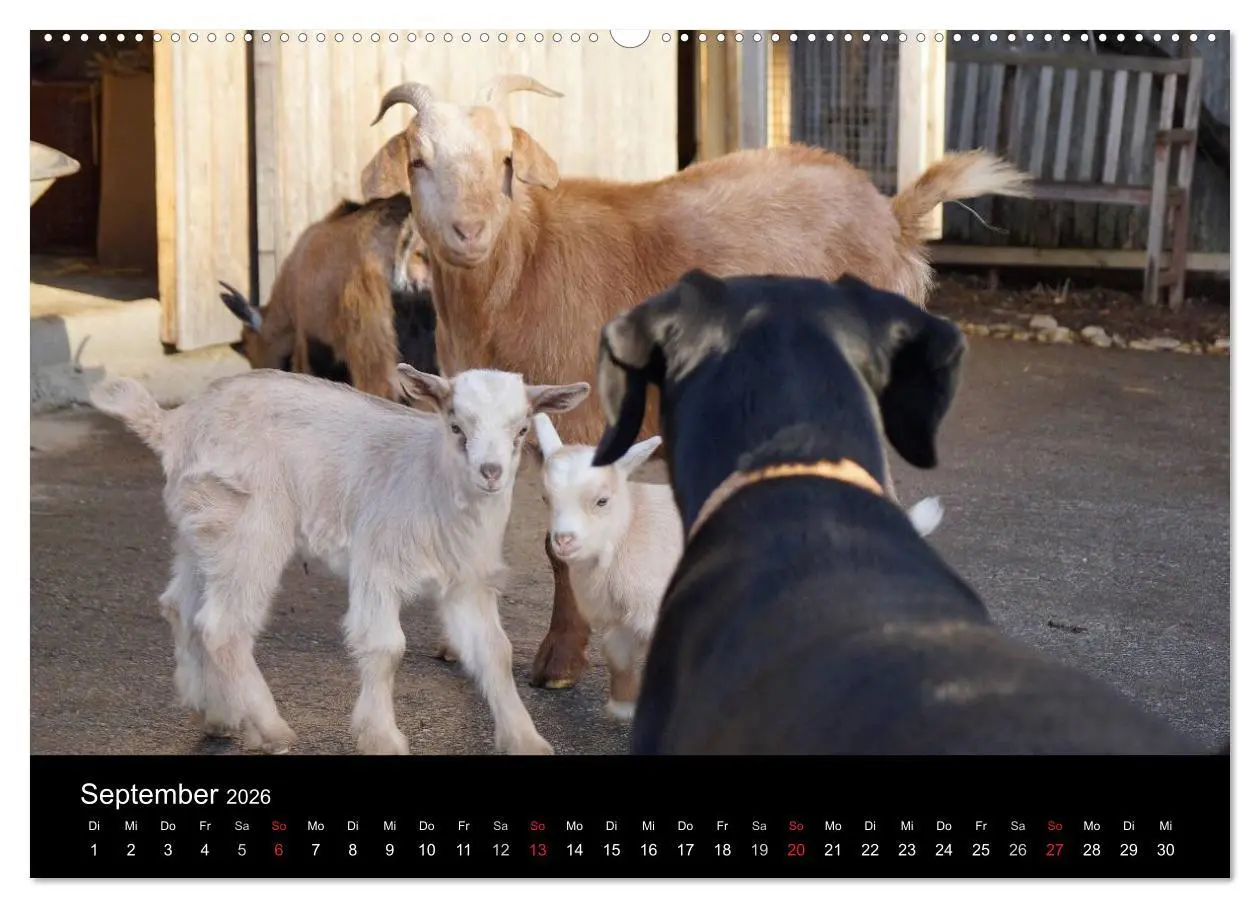 Bild: 9783516099171 | Der schwarze Hund und seine Freunde (Wandkalender 2026 DIN A2...