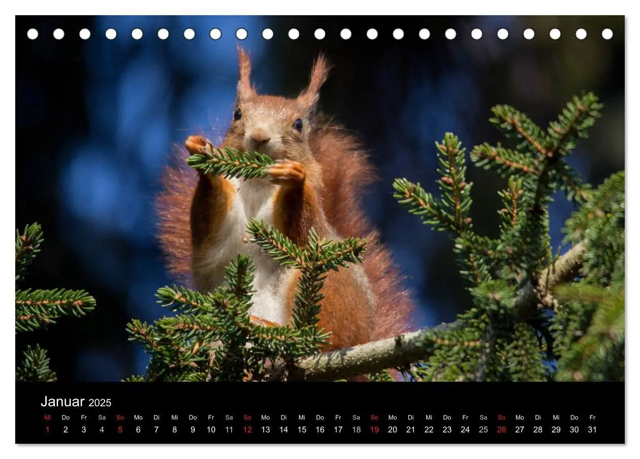 Bild: 9783435669271 | Mit dem Eichhörnchen durchs Jahr (Tischkalender 2025 DIN A5 quer),...