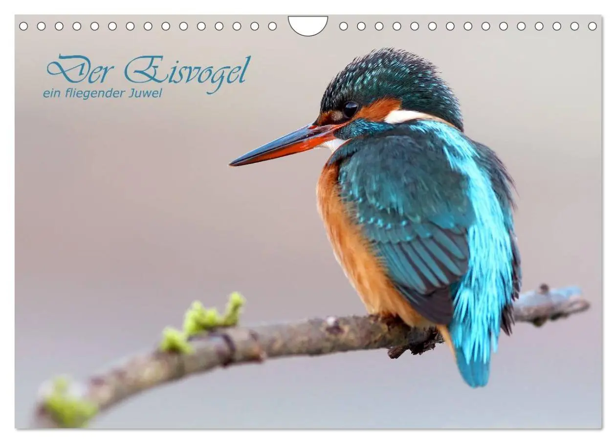 Cover: 9783516229271 | Der Eisvogel (Wandkalender 2026 DIN A4 quer), CALVENDO Monatskalender