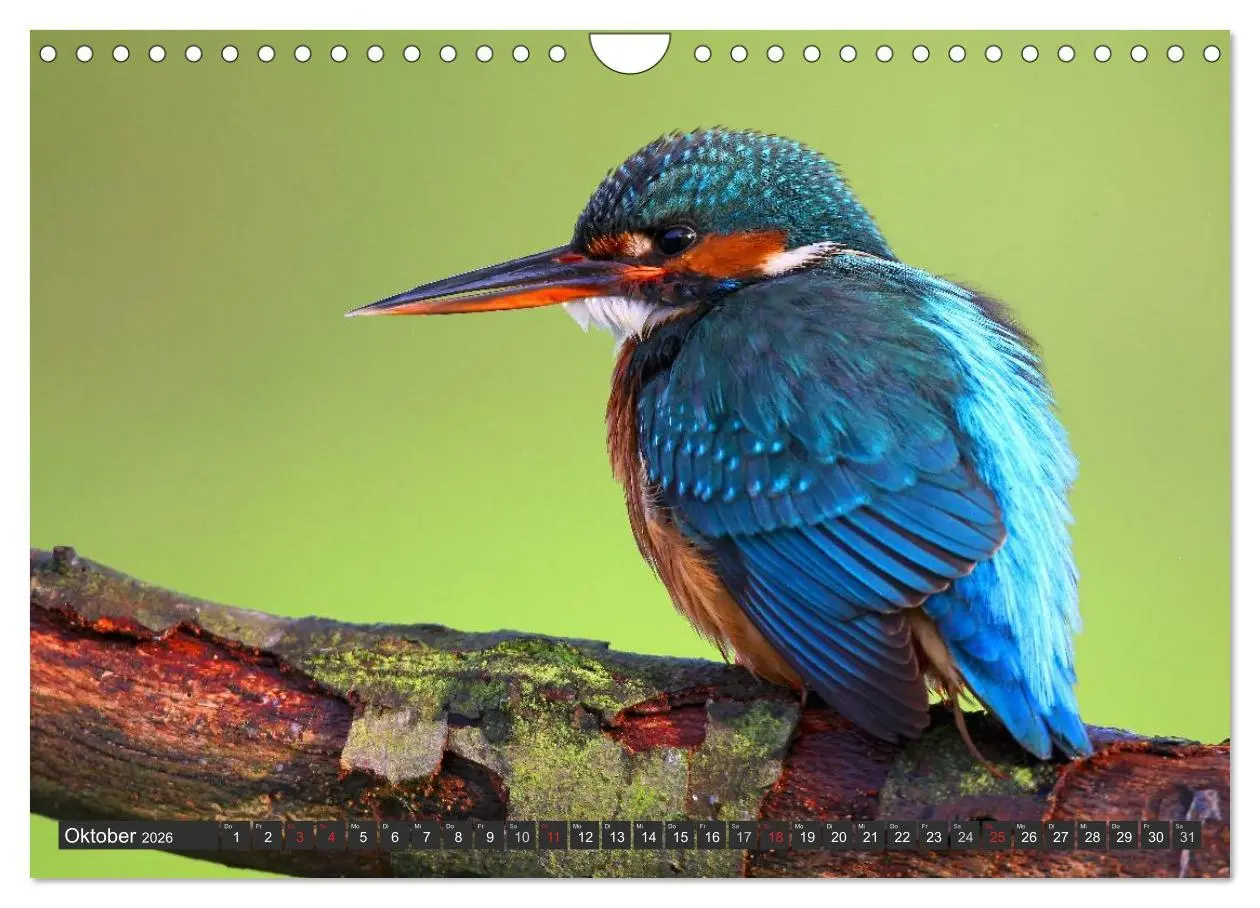 Bild: 9783516229271 | Der Eisvogel (Wandkalender 2026 DIN A4 quer), CALVENDO Monatskalender