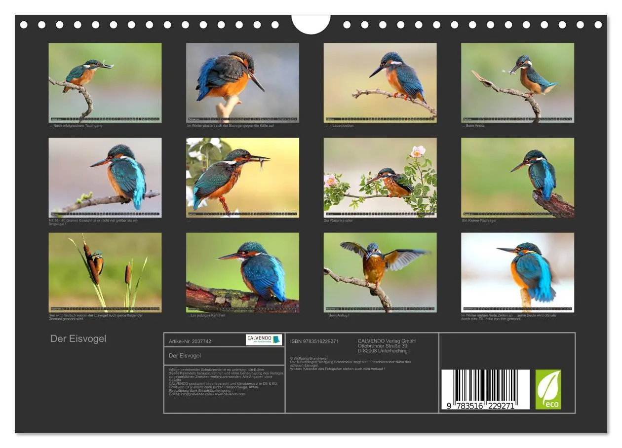 Bild: 9783516229271 | Der Eisvogel (Wandkalender 2026 DIN A4 quer), CALVENDO Monatskalender