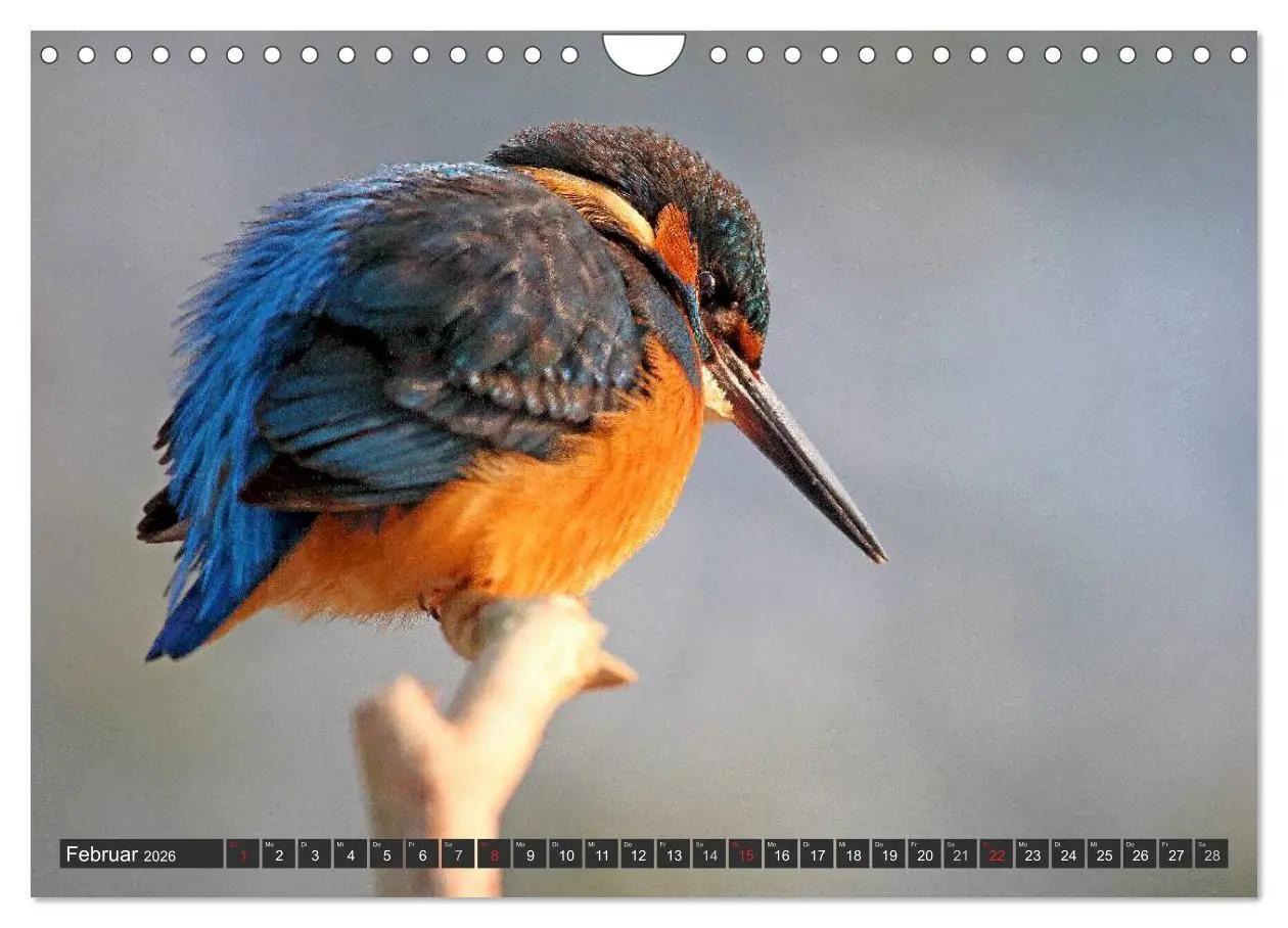 Bild: 9783516229271 | Der Eisvogel (Wandkalender 2026 DIN A4 quer), CALVENDO Monatskalender