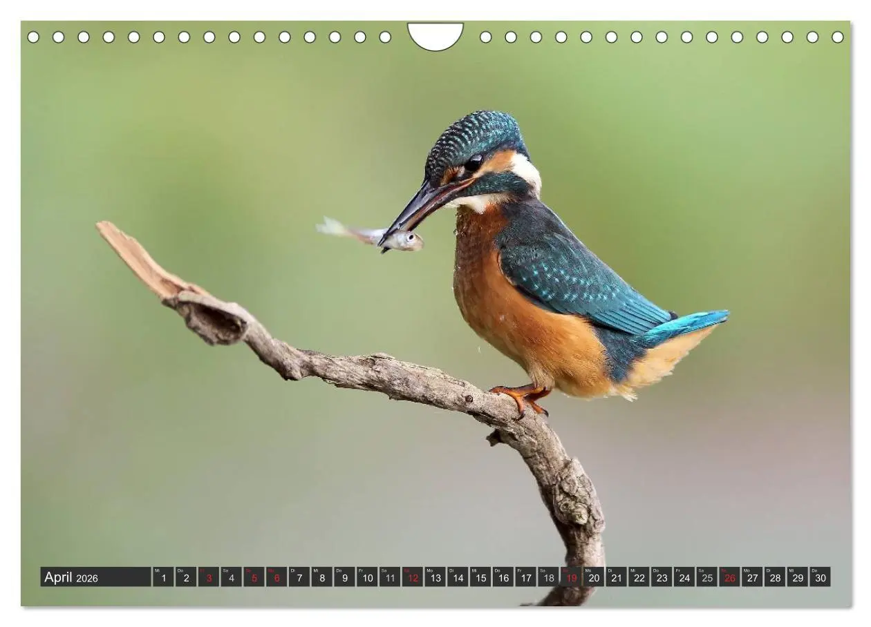 Bild: 9783516229271 | Der Eisvogel (Wandkalender 2026 DIN A4 quer), CALVENDO Monatskalender