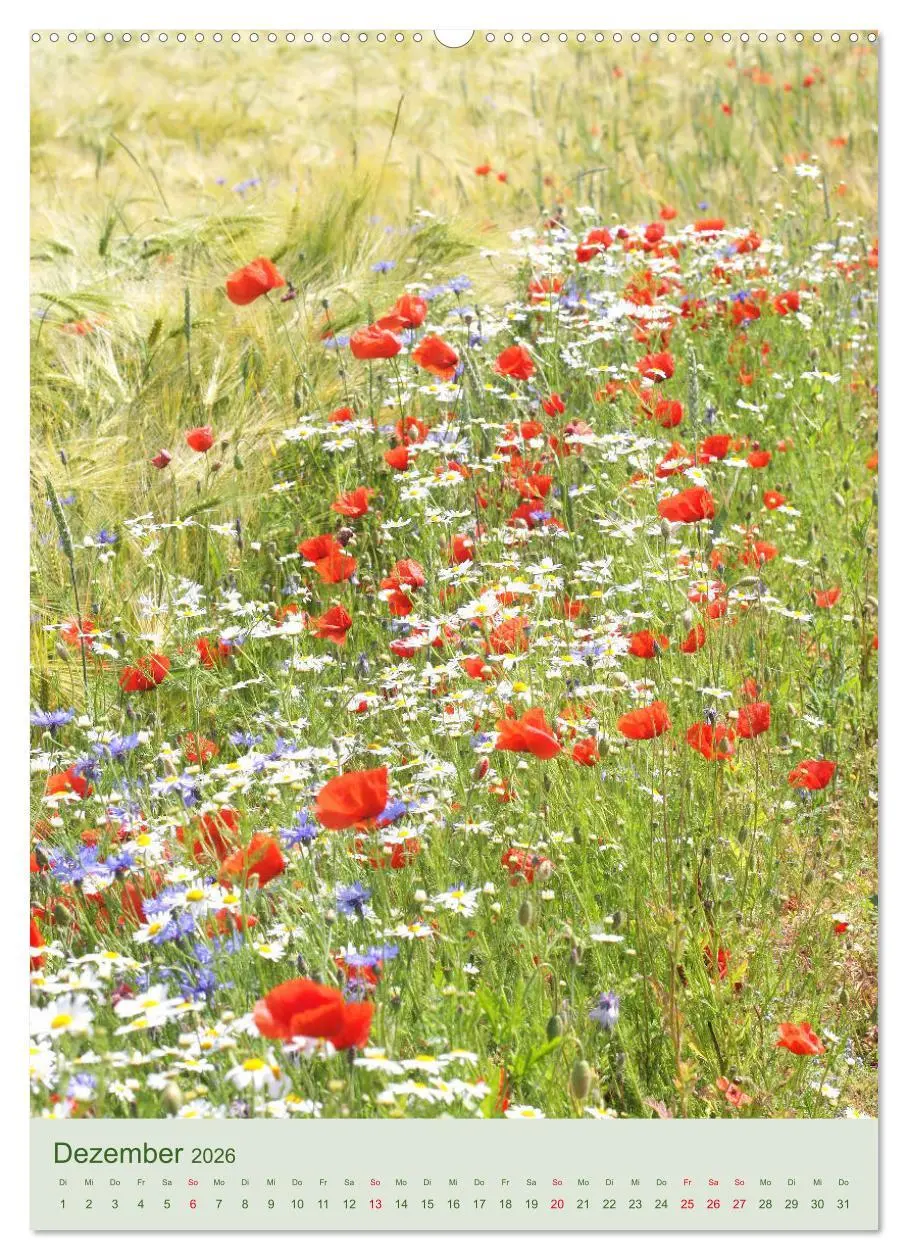 Bild: 9783516399271 | Mohn im Feld (hochwertiger Premium Wandkalender 2026 DIN A2 hoch),...