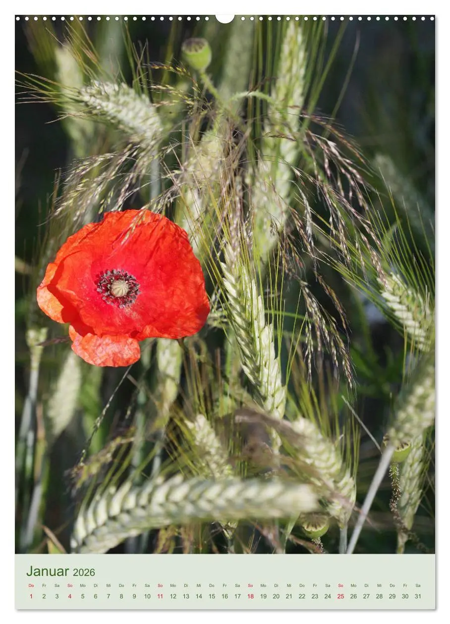 Bild: 9783516399271 | Mohn im Feld (hochwertiger Premium Wandkalender 2026 DIN A2 hoch),...