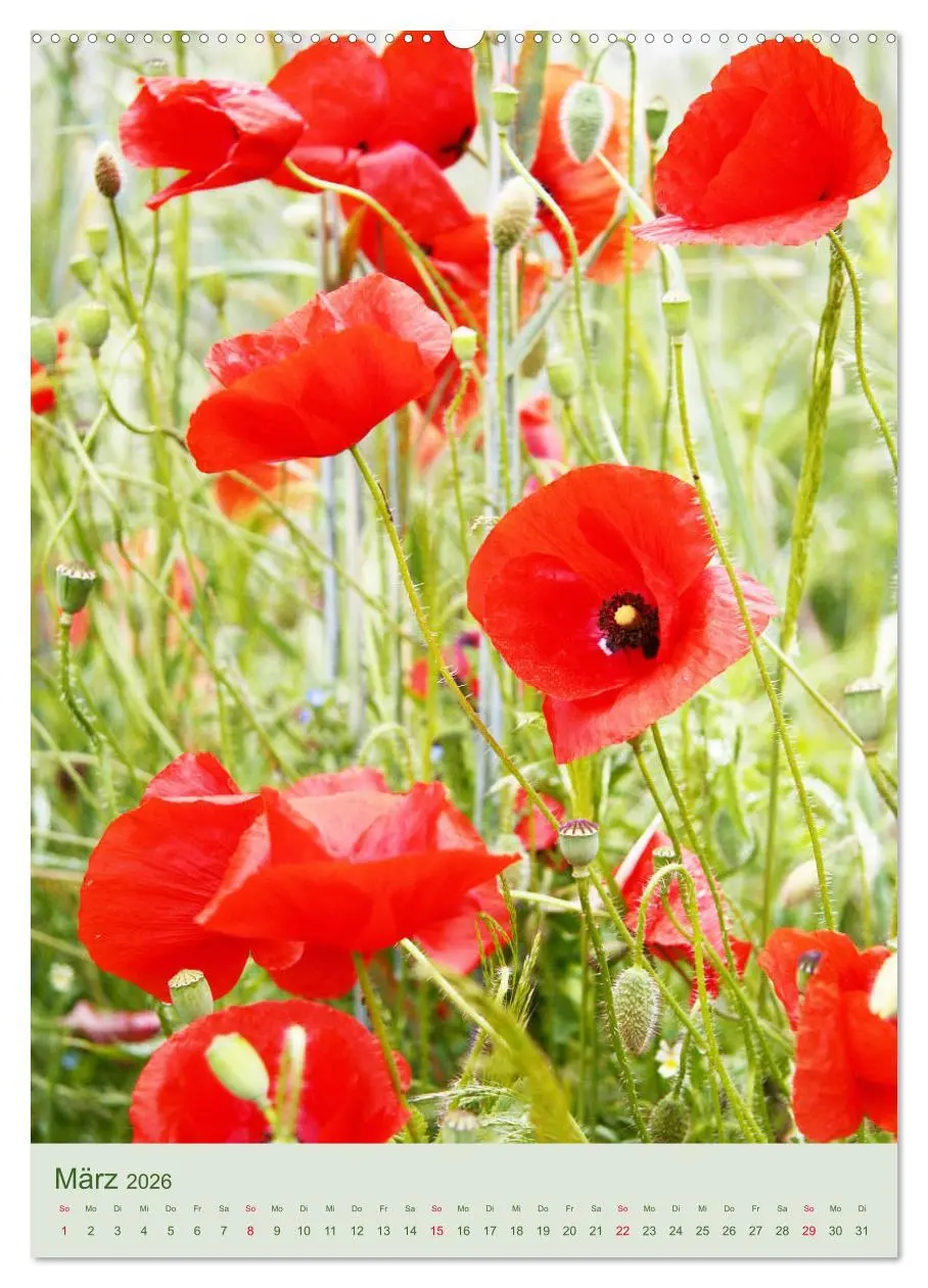 Bild: 9783516399271 | Mohn im Feld (hochwertiger Premium Wandkalender 2026 DIN A2 hoch),...