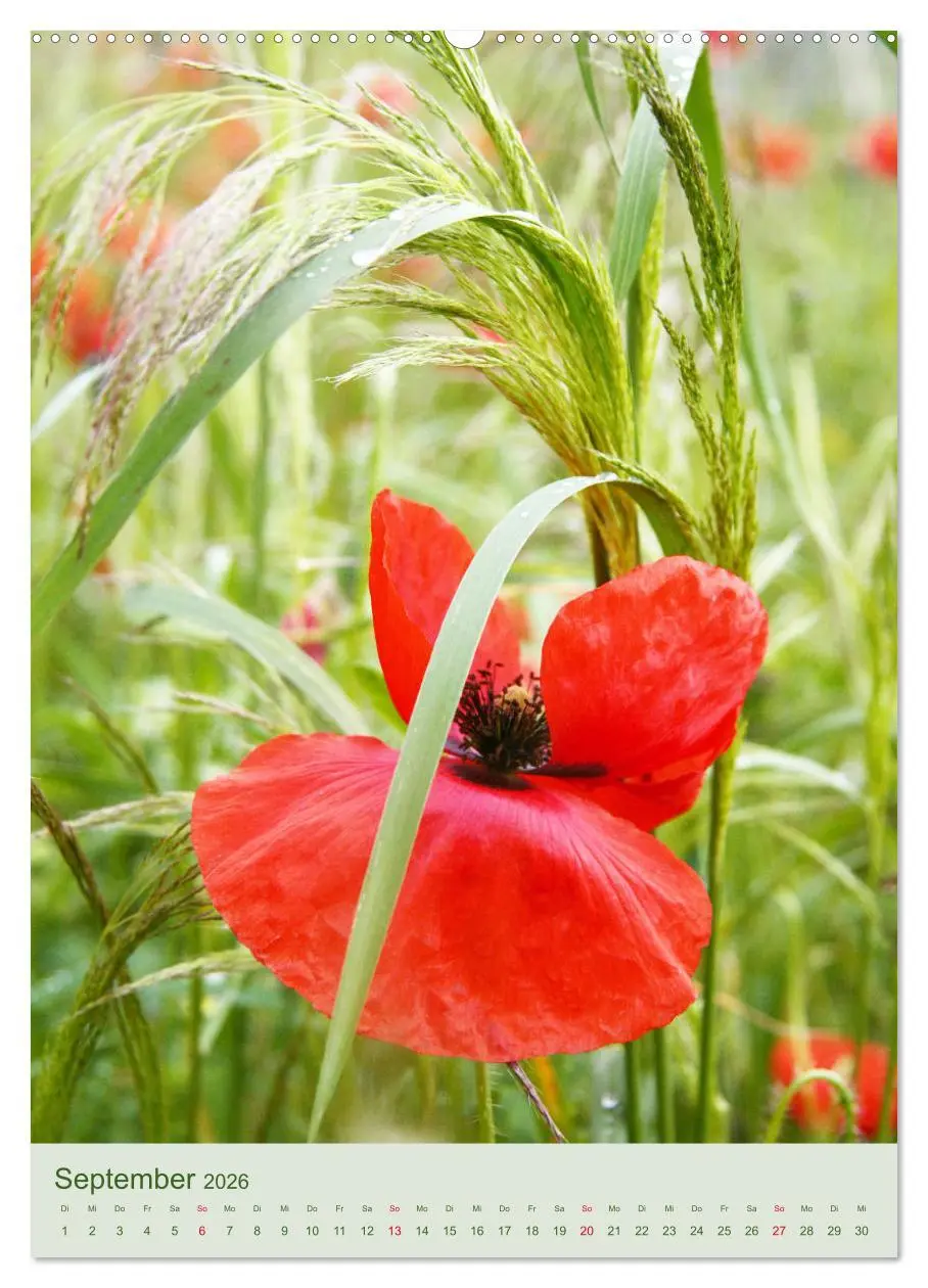 Bild: 9783516399271 | Mohn im Feld (hochwertiger Premium Wandkalender 2026 DIN A2 hoch),...