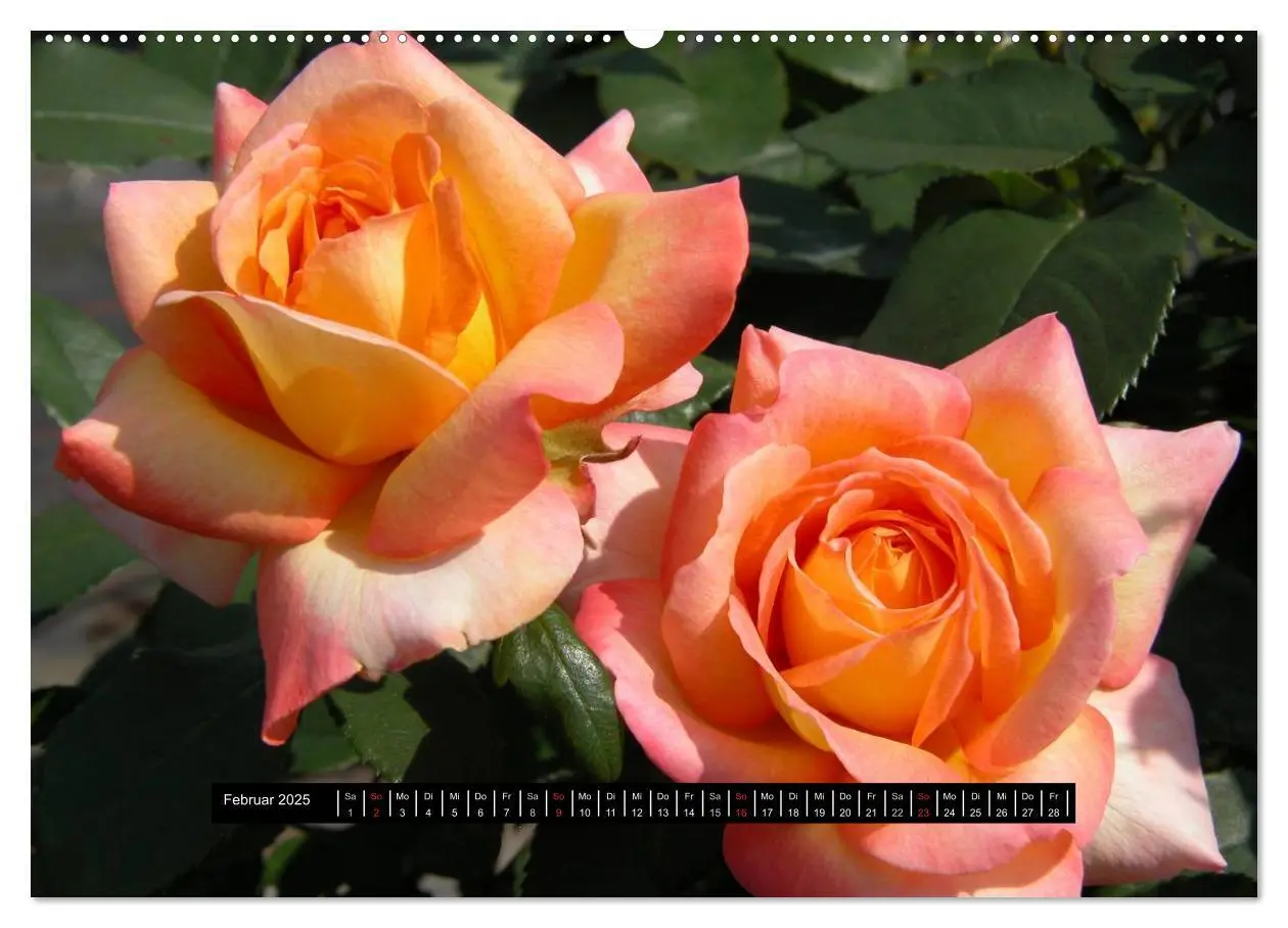 Bild: 9783435649471 | Rosen - Parade (Wandkalender 2025 DIN A2 quer), CALVENDO...