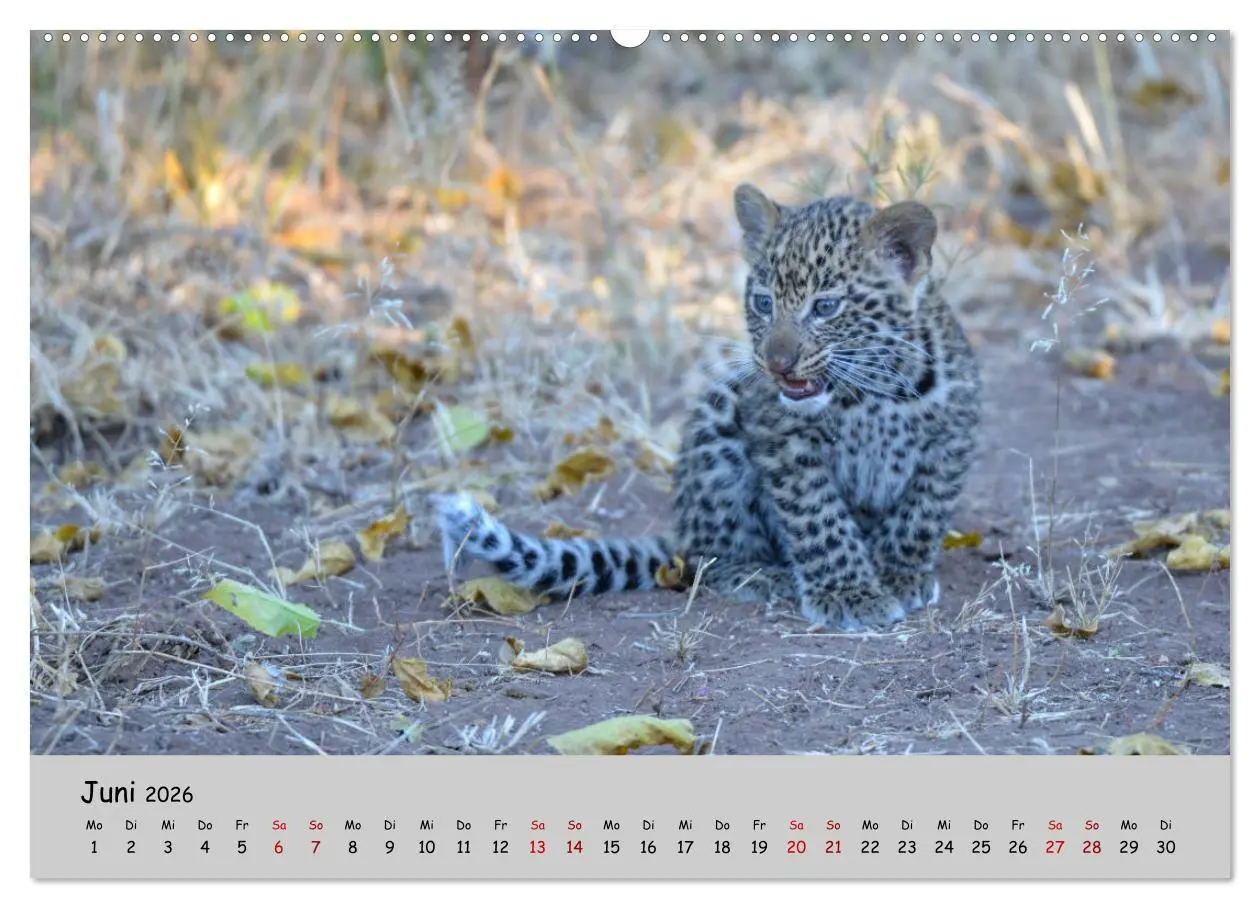 Bild: 9783457739471 | Leoparden - groß und klein (hochwertiger Premium Wandkalender 2026...
