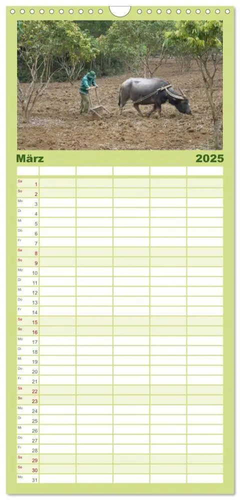 Bild: 9783457109571 | Familienplaner 2025 - Kühe mit Hörnern mit 5 Spalten (Wandkalender,...