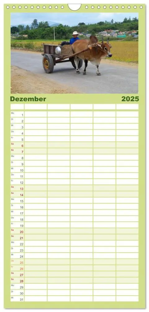 Bild: 9783457109571 | Familienplaner 2025 - Kühe mit Hörnern mit 5 Spalten (Wandkalender,...