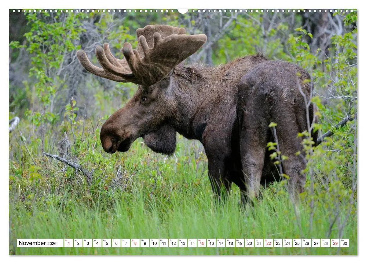 Bild: 9783516059571 | Alaska - Lockruf der Wildnis (hochwertiger Premium Wandkalender...