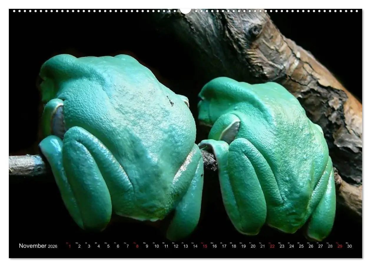 Bild: 9783516129571 | Regenwald ¿ Tiere im Dschungel (hochwertiger Premium Wandkalender...