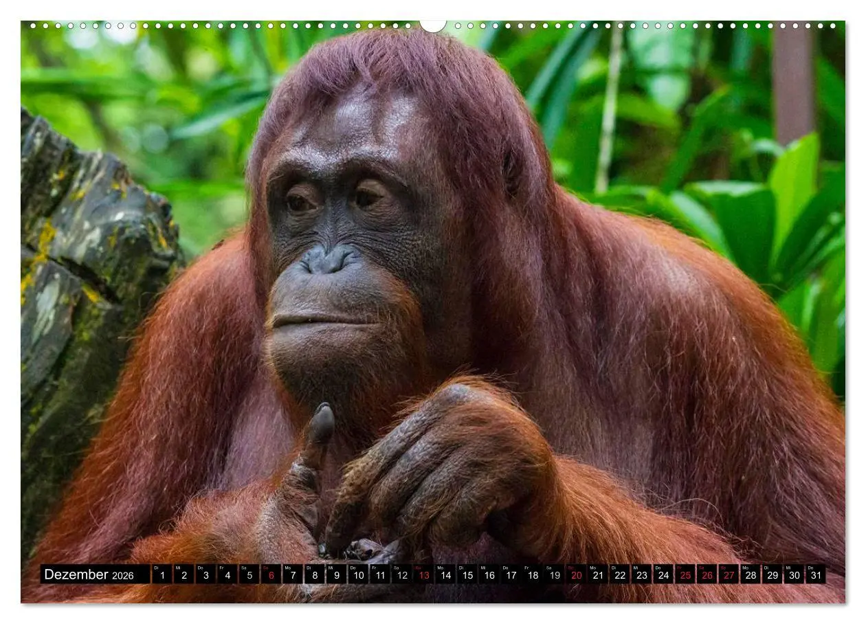 Bild: 9783516129571 | Regenwald ¿ Tiere im Dschungel (hochwertiger Premium Wandkalender...