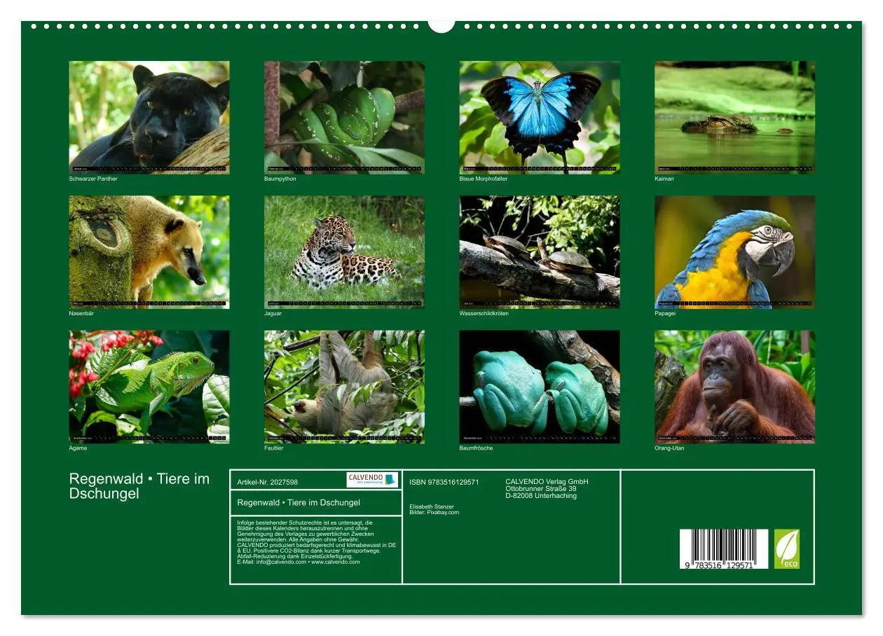 Bild: 9783516129571 | Regenwald ¿ Tiere im Dschungel (hochwertiger Premium Wandkalender...