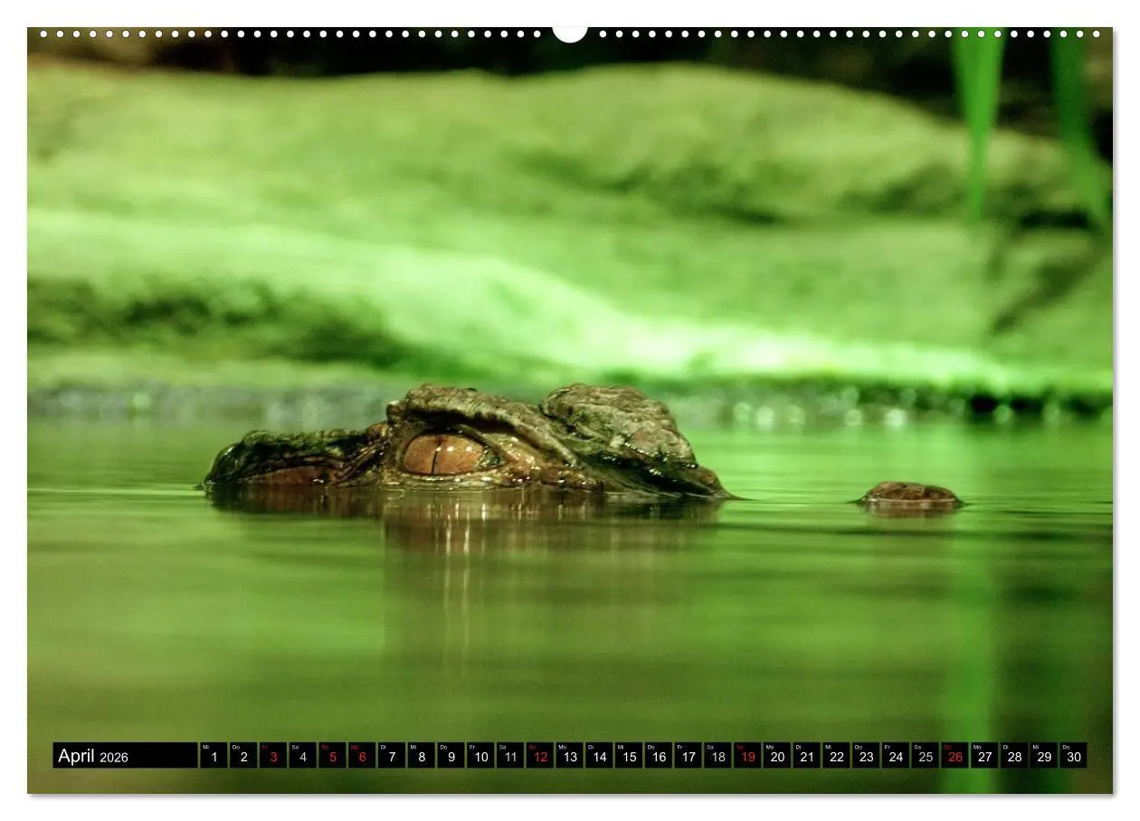 Bild: 9783516129571 | Regenwald ¿ Tiere im Dschungel (hochwertiger Premium Wandkalender...
