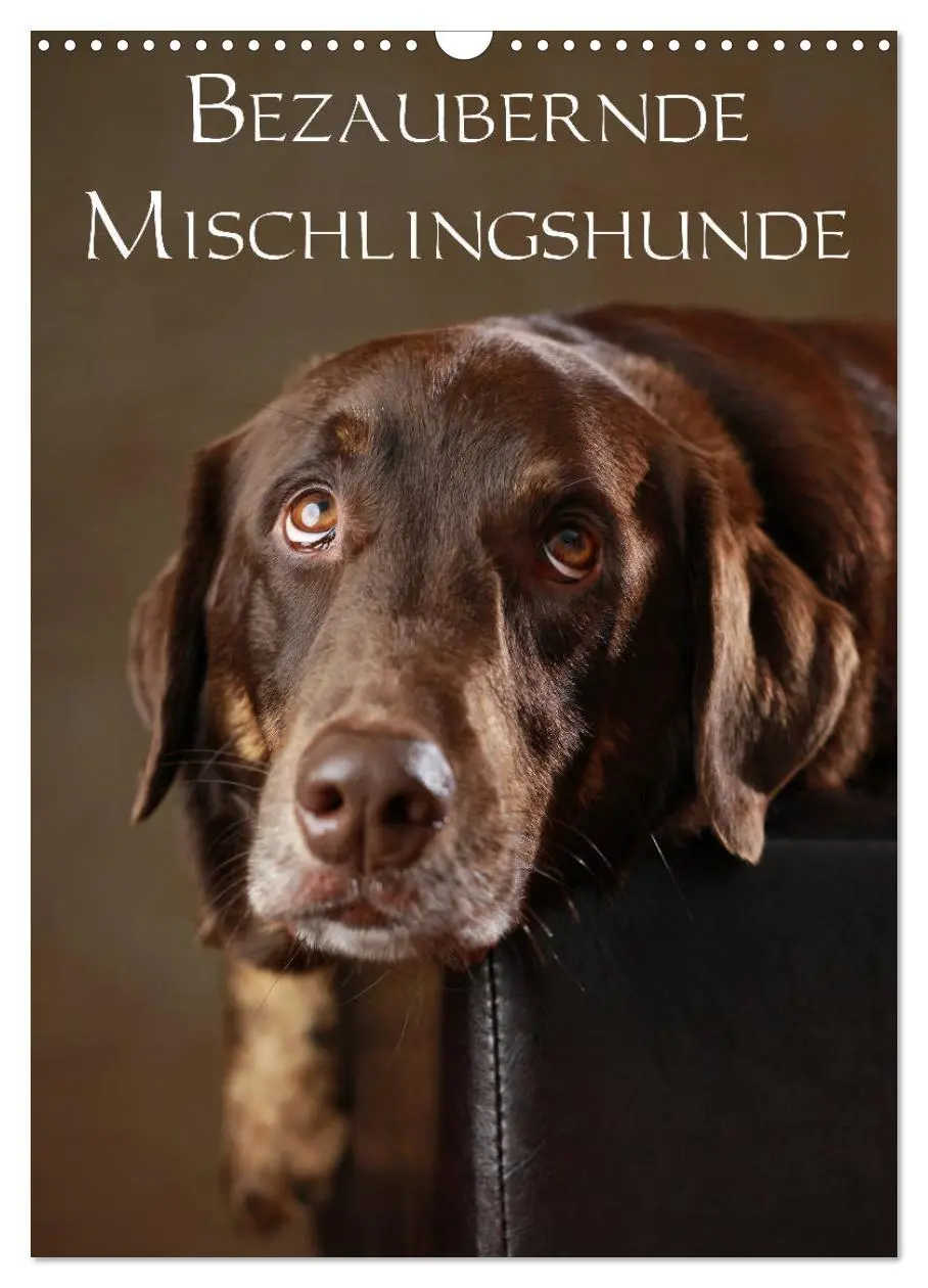 Cover: 9783516419771 | Bezaubernde Mischlingshunde (Wandkalender 2026 DIN A3 hoch),...