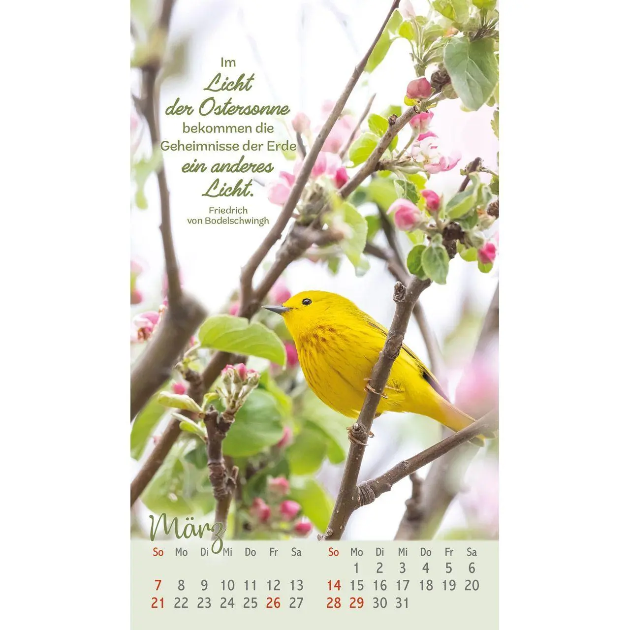 Bild: 9783754879771 | Beflügelt und geborgen 2027 | Faszinierende Vögel | Kalender | 14 S.