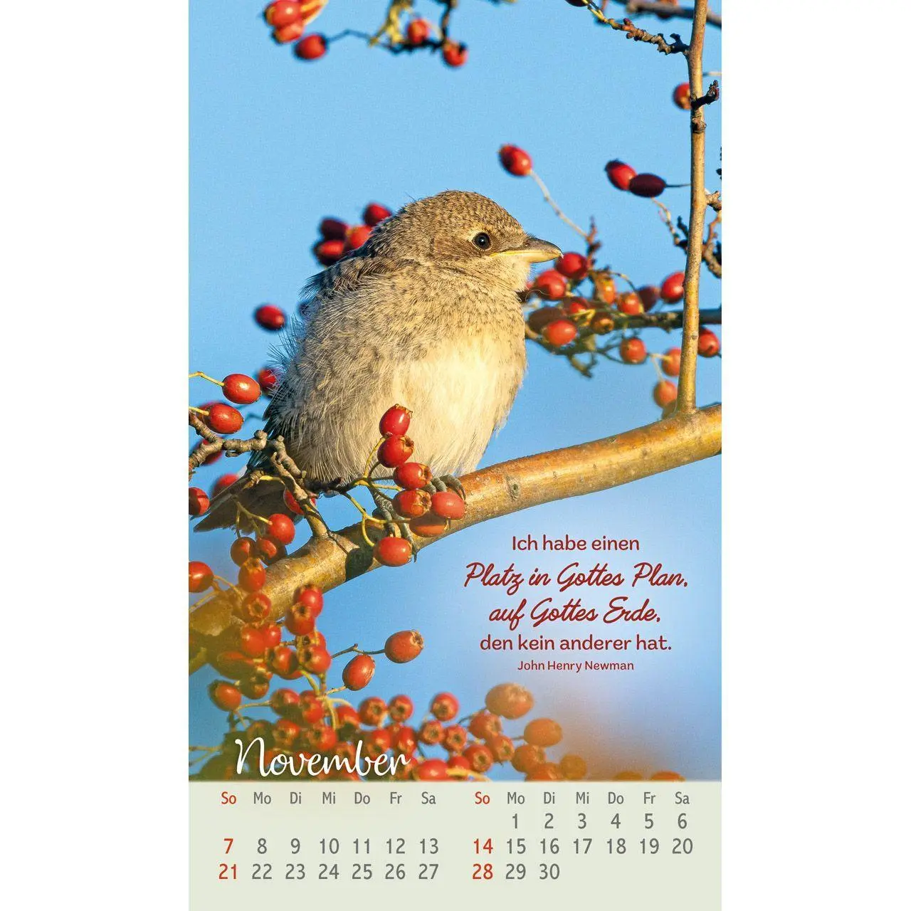 Bild: 9783754879771 | Beflügelt und geborgen 2027 | Faszinierende Vögel | Kalender | 14 S.