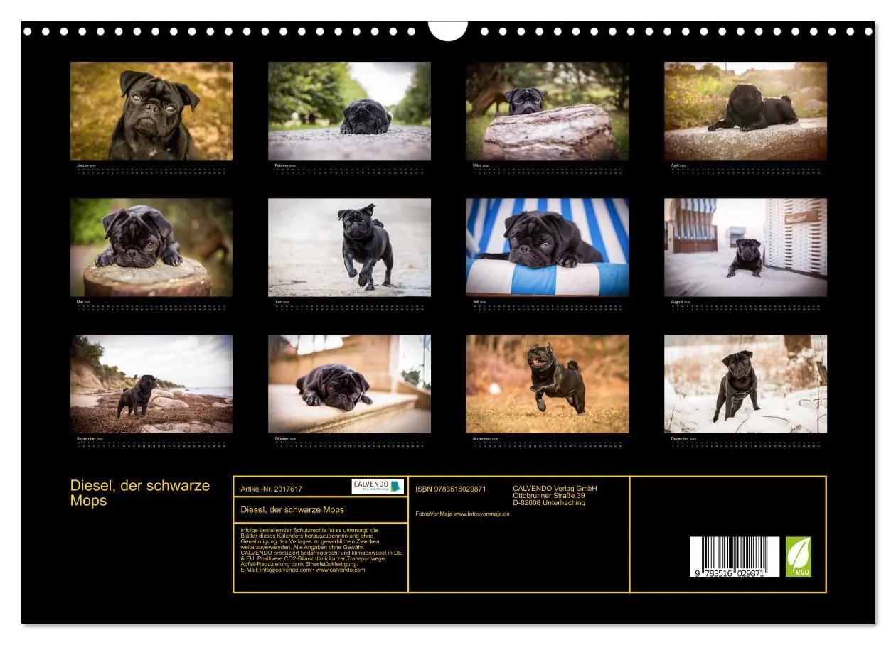Bild: 9783516029871 | Diesel, der schwarze Mops (Wandkalender 2026 DIN A3 quer), CALVENDO...