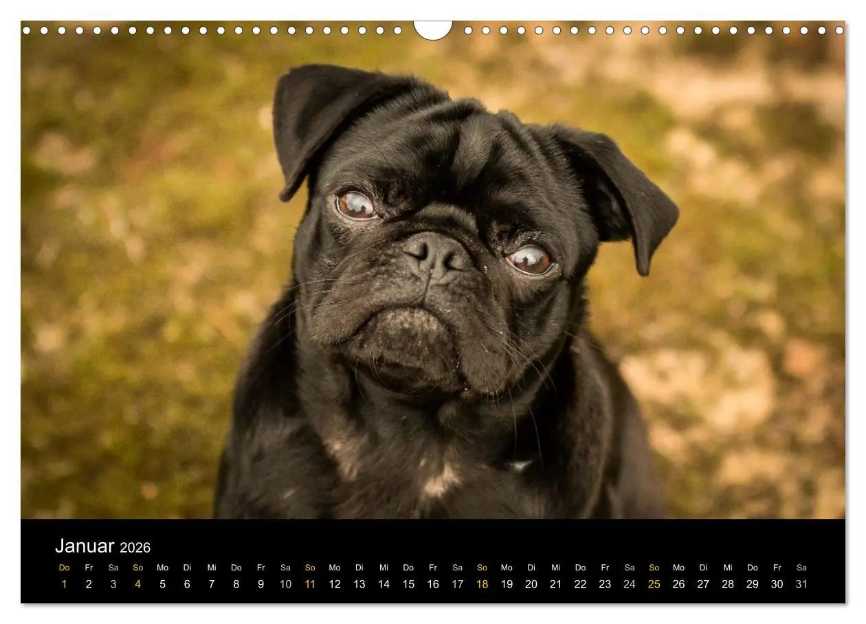 Bild: 9783516029871 | Diesel, der schwarze Mops (Wandkalender 2026 DIN A3 quer), CALVENDO...