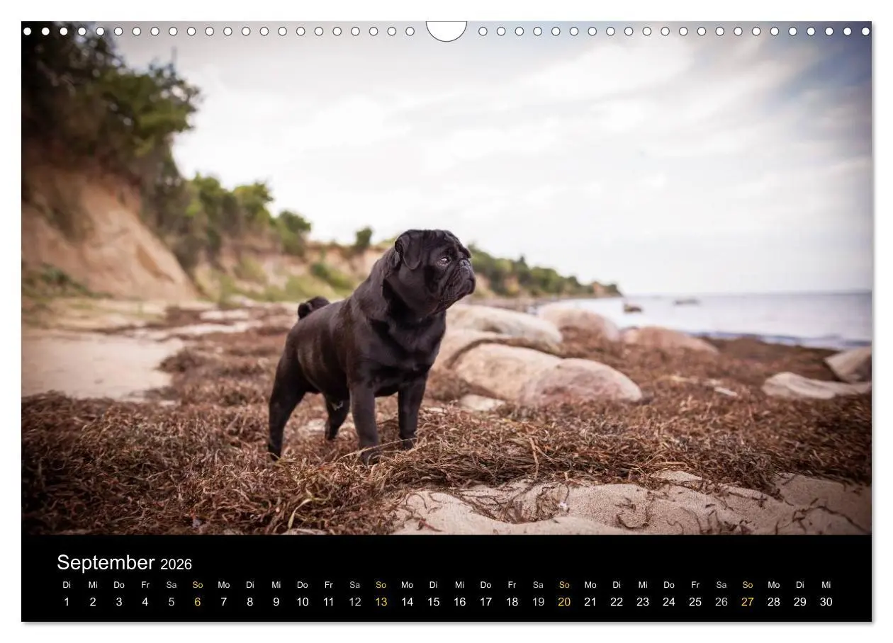 Bild: 9783516029871 | Diesel, der schwarze Mops (Wandkalender 2026 DIN A3 quer), CALVENDO...