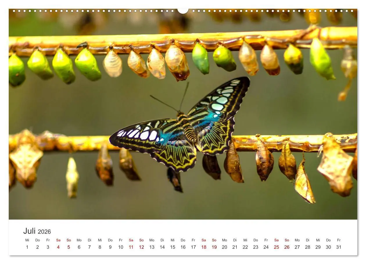Bild: 9783457549971 | Traumhaft schöne Schmetterlinge (hochwertiger Premium Wandkalender...