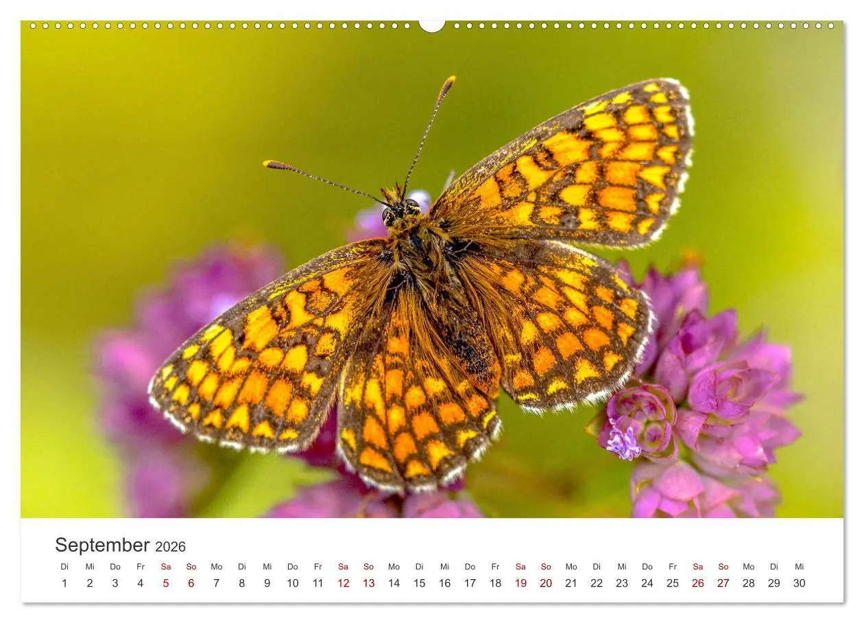 Bild: 9783457549971 | Traumhaft schöne Schmetterlinge (hochwertiger Premium Wandkalender...