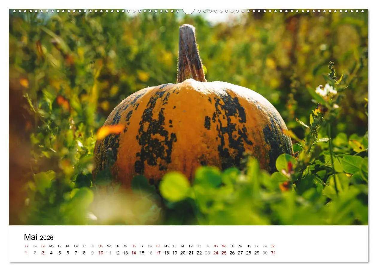Bild: 9783457340172 | KÜRBIS KALENDER - Die schönsten Kürbisse des Jahres (hochwertiger...