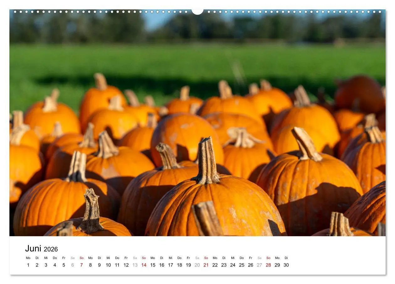 Bild: 9783457340172 | KÜRBIS KALENDER - Die schönsten Kürbisse des Jahres (hochwertiger...