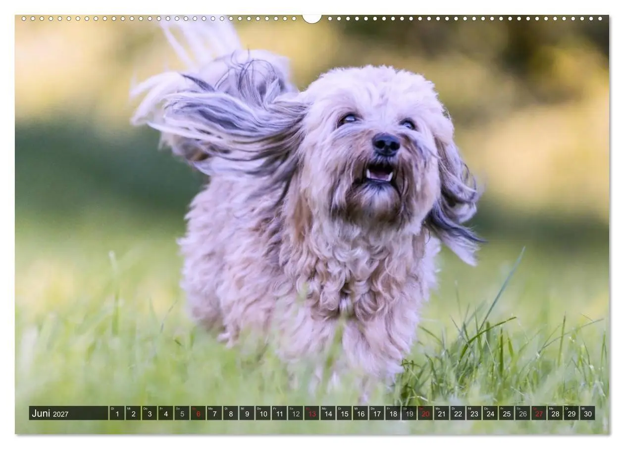 Bild: 9783569990272 | Spaß mit Havanesern (hochwertiger Premium Wandkalender 2027 DIN A2...