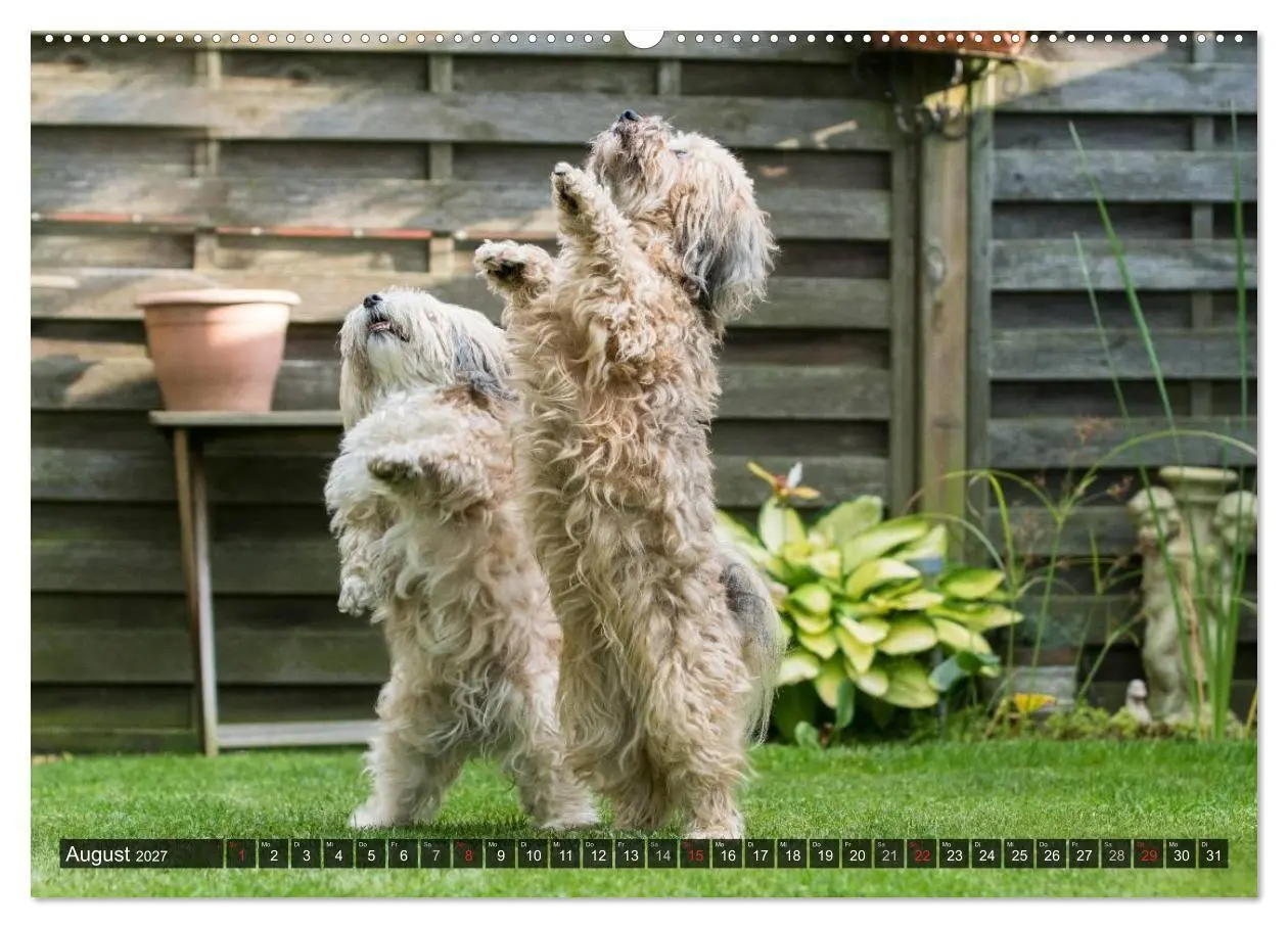 Bild: 9783569990272 | Spaß mit Havanesern (hochwertiger Premium Wandkalender 2027 DIN A2...