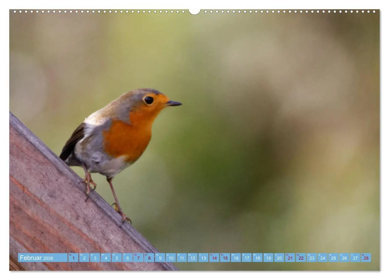 Bild: 9783457620472 | Rotkehlchen - Fotografiert von Ostfriesenfotografie (Wandkalender...