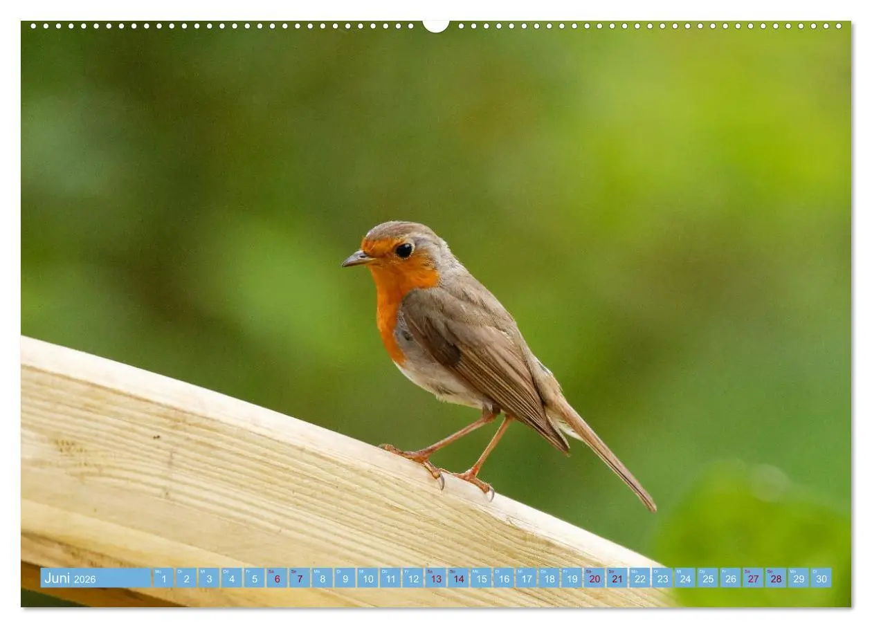 Bild: 9783457620472 | Rotkehlchen - Fotografiert von Ostfriesenfotografie (Wandkalender...