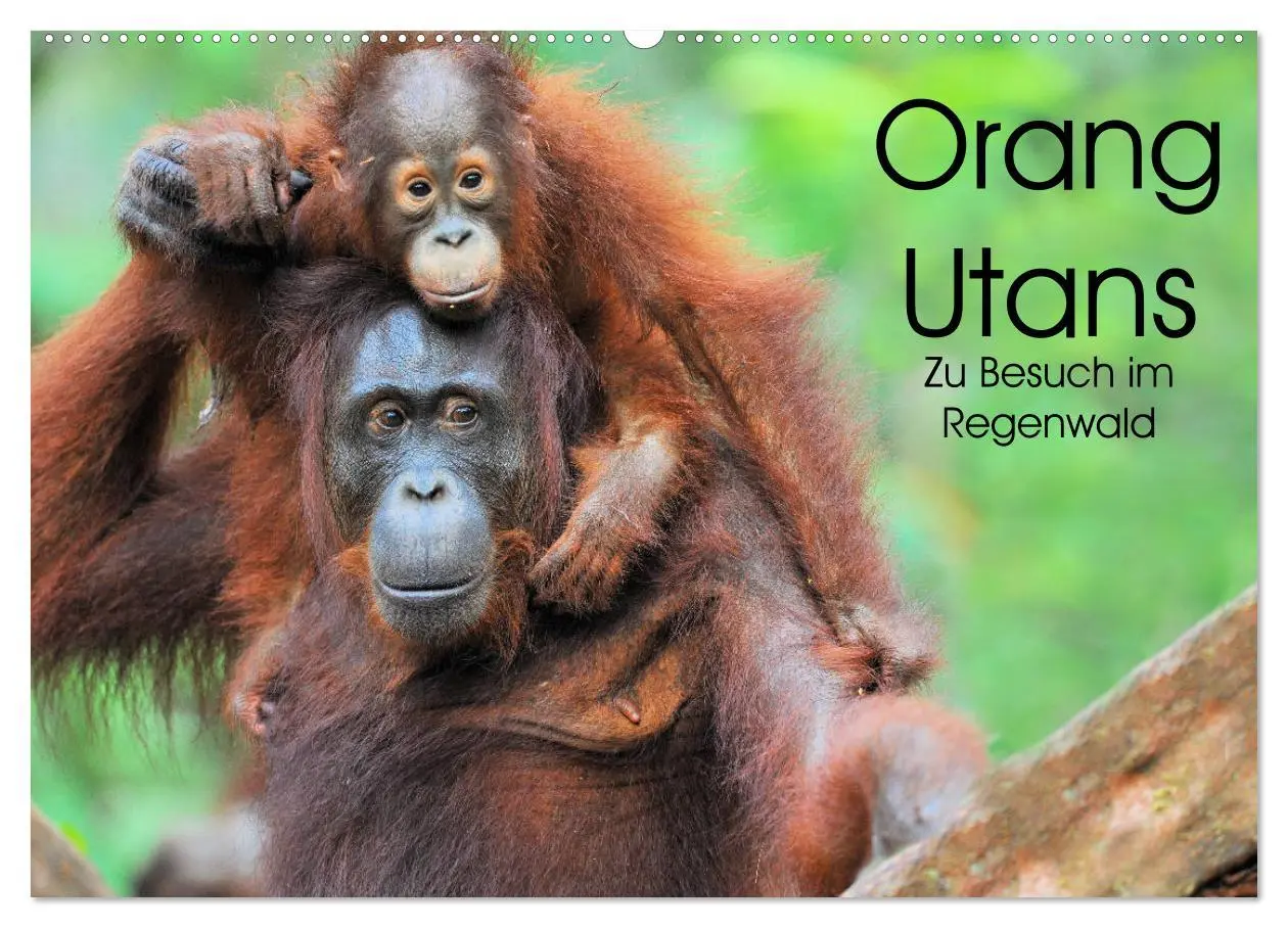 Cover: 9783457790472 | Orang Utans: Zu Besuch im Regenwald (Wandkalender 2026 DIN A2...