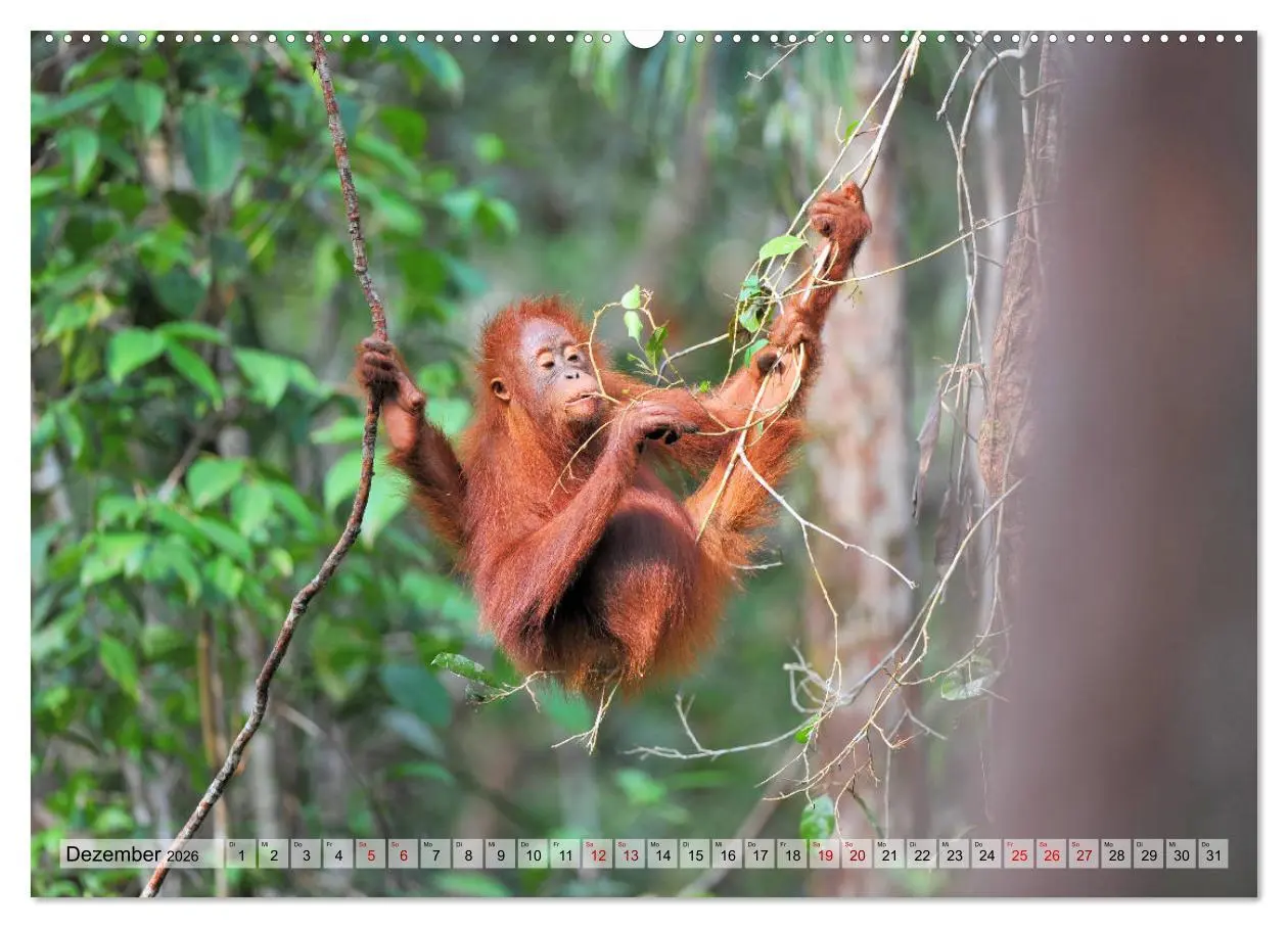 Bild: 9783457790472 | Orang Utans: Zu Besuch im Regenwald (Wandkalender 2026 DIN A2...