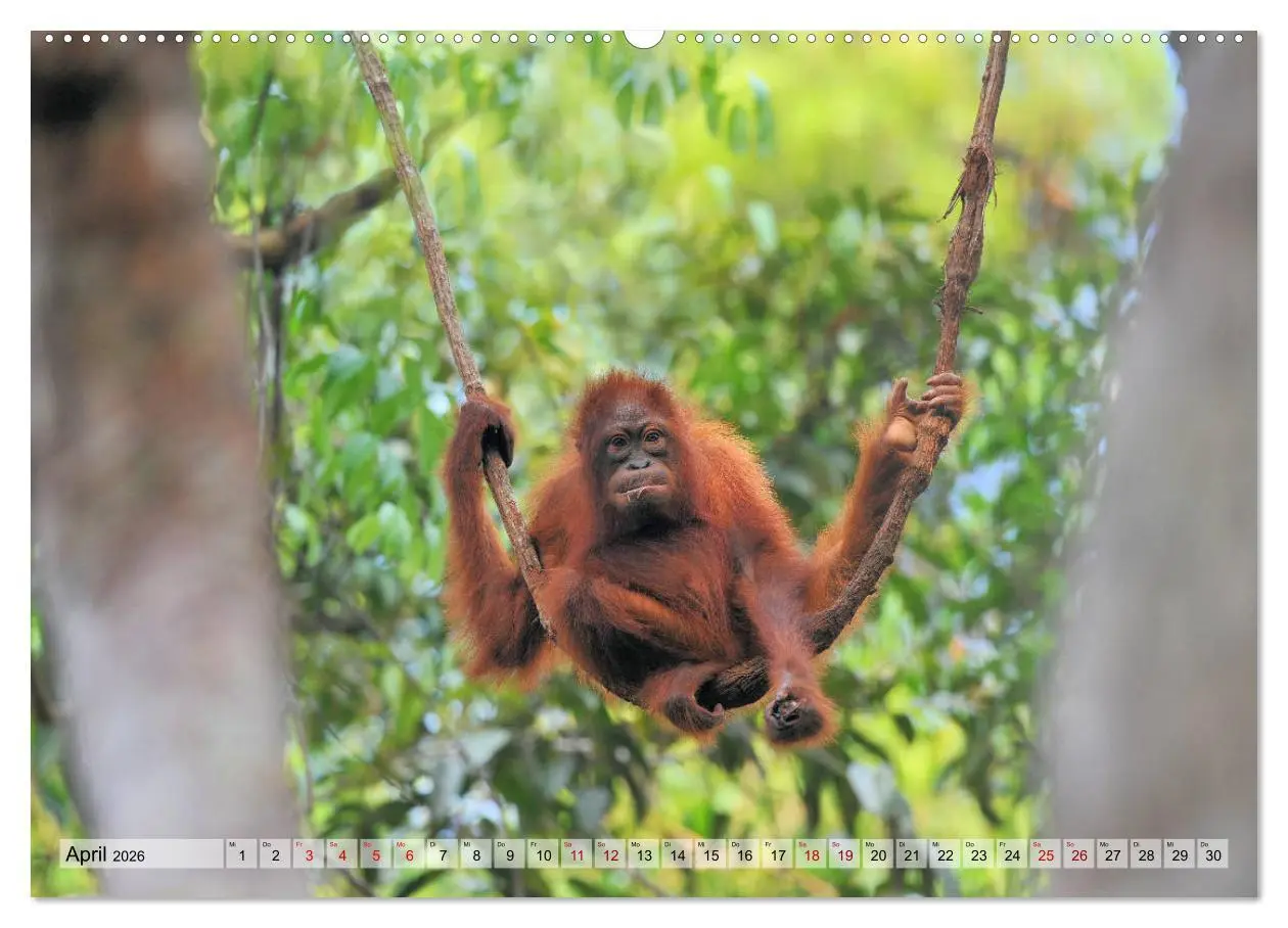 Bild: 9783457790472 | Orang Utans: Zu Besuch im Regenwald (Wandkalender 2026 DIN A2...