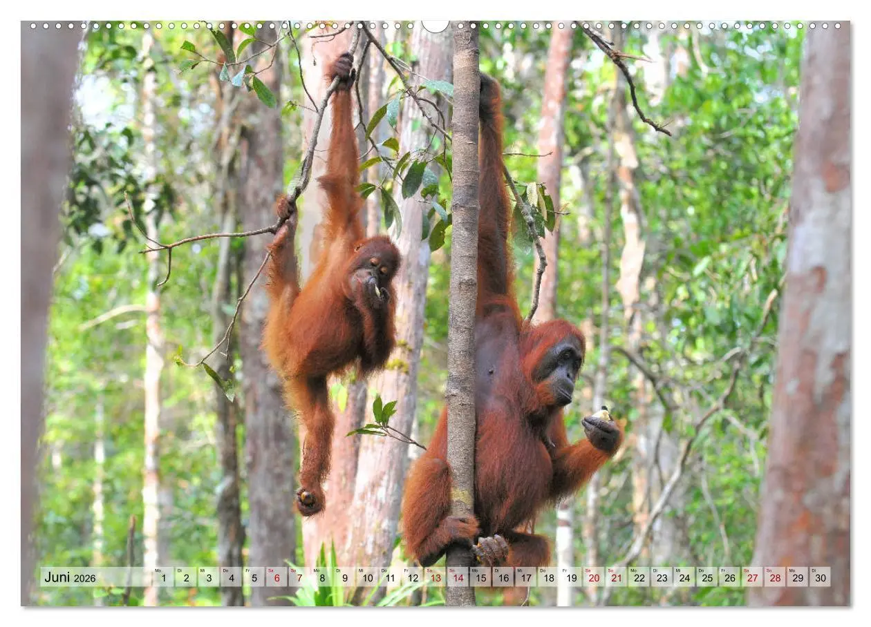 Bild: 9783457790472 | Orang Utans: Zu Besuch im Regenwald (Wandkalender 2026 DIN A2...